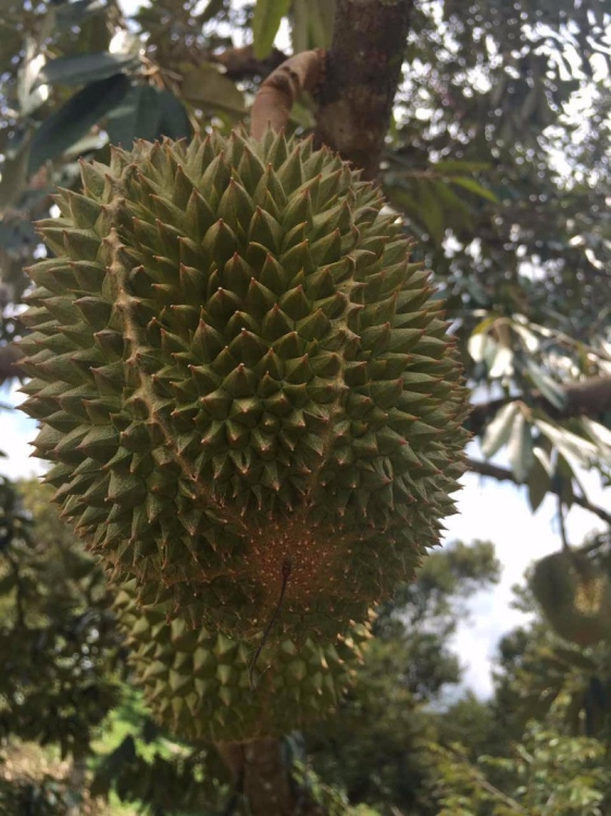 Musang King Fresh Fruit