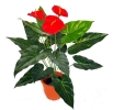 2 Ft Anthorium (FS046) Artificial Plant (Sell & Rent)