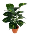 2 Ft Money Plant (FS042) Artificial Plant (Sell & Rent)