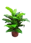 3 Ft Diffenbachia (FS007) Artificial Plant (Sell & Rent)