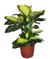 3 Ft Golden Bachia Plant (FS003) Artificial Plant (Sell & Rent)