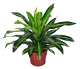 3 Ft Dracenea (Yellow) (FS005) Artificial Plant (Sell & Rent)