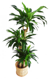 5 Ft Dracenea Tree (3B) (FS022) Artificial Plant (Sell & Rent)