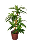 4 Ft Dracenea (Yellow) (FS023) Artificial Plant (Sell & Rent)