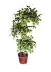 5 Ft Hawaii Ficus (FS037) (3B) Artificial Plant (Sell & Rent)