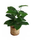 2 Ft Green Cadadium Plant (FS044) Artificial Plant (Sell & Rent)