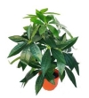 2 Ft Fortune Tree (FS045) Artificial Plant (Sell & Rent)