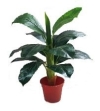 2 Ft Giant Leaves (A) (FS046) Artificial Plant (Sell & Rent)