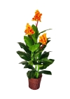 5 Ft Canna with Flower (Orange) (FS053) Artificial Plant (Sell & Rent)