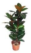 5 Ft Rubber Plant (FS063) Artificial Plant (Sell & Rent)