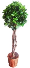 5 ft Fortune Tree 1 ball (FS083) Artificial Plant (Sell & Rent)