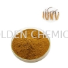 Cordycep Sinensis Extract Powder Herbal Base