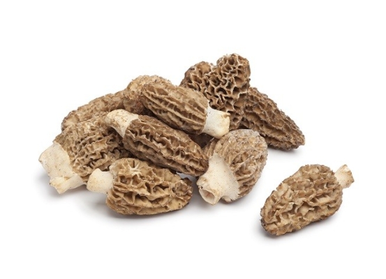 Fresh Morel