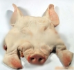 PORK HEAD ͷƤ HEAD PART ͷ FRESH PRODUCT 