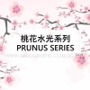 Prunus Series WHITENING & SPOT SERIES ODM / OEM