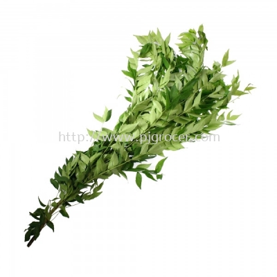 Daun Kari (Curry Leaf)