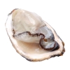 Full Shell Oyster XL Sashimi Grade Japan Scallop / Squid / Shell Seafood