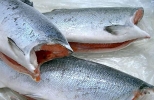 Frozen COHO Salmon HG Fish