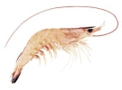 Pink Prawn / Solo Prawn Crab / Prawn