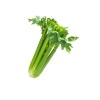 Celery Others Vegetables