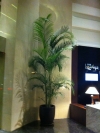 Real Potted Plants Interior Landscaping Ideas