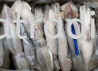 XK609 Surume Ika 200/300 (Frozen Whole Squid) Others Frozen Seafood