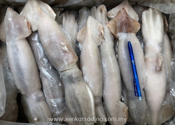 XK609 Surume Ika 200/300 (Frozen Whole Squid)