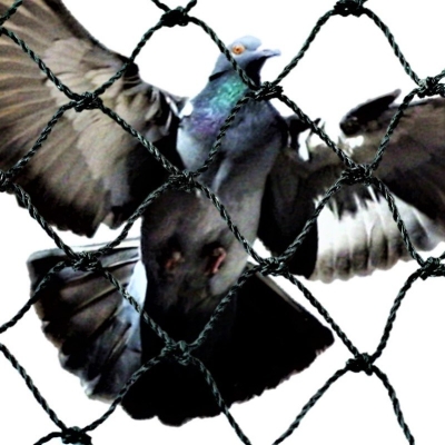Bird X 3/4″ Polyethylene Netting BIRD CONTROL Kuala Lumpur (KL), Selangor,  Malaysia Supplier, Suppliers