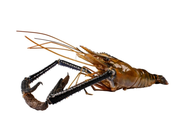 Fresh Water Prawn (Scampi)