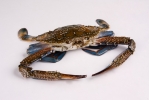 Blue Swimming Crab Shell Fish