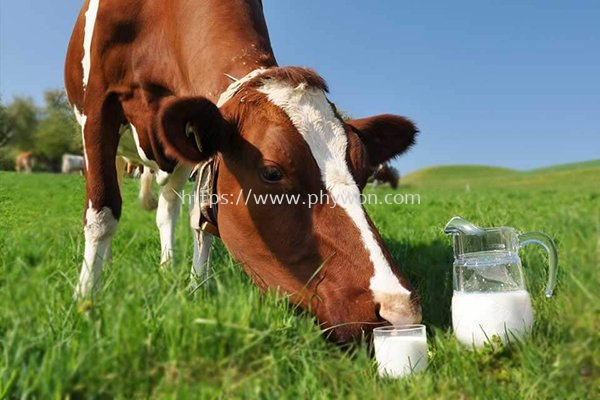 Dairy Protein