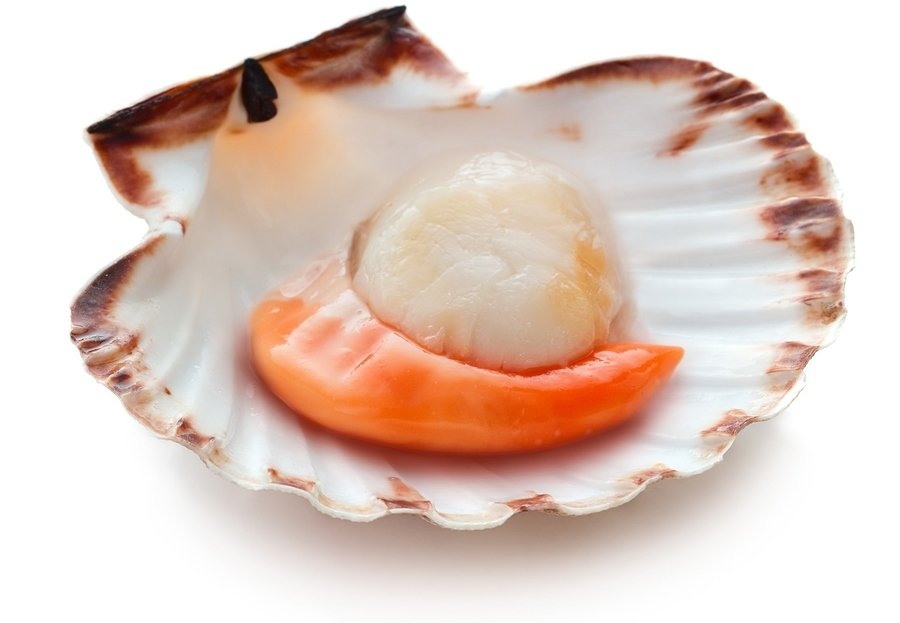 Half Shell Scallop