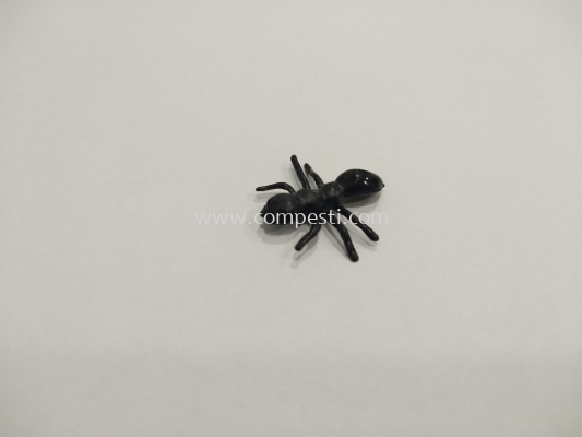 Black Ants Display