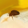 Bed Bugs Control Bed Bugs Control