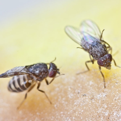 Common Flies Control