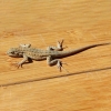 Lizards Control Lizards Control