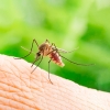 Mosquitoes Control Mosquitoes Control