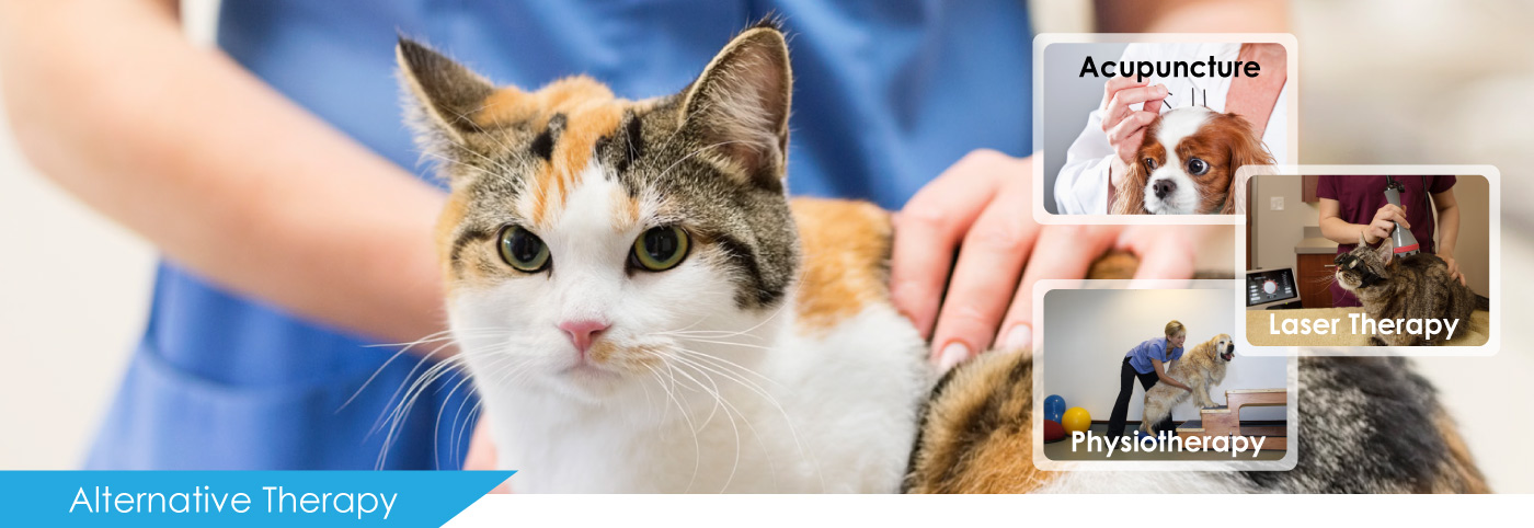 Veterinary Clinic Selangor, Pet Surgery Kuala Lumpur (KL), Pet