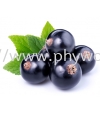 Blackcurrant Juice Powder Functional Food / Active Ingredient