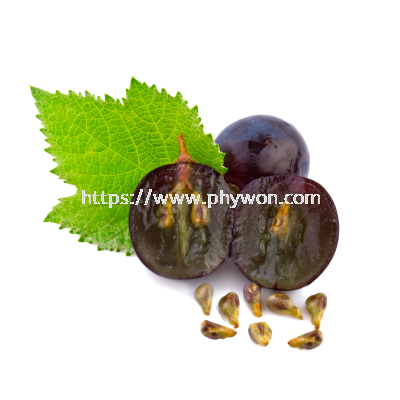 Grape Seed Extract