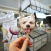 Corgi~COMING SOON~ Ice Cream (icedea)