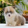  Corgi Puppies Corgi