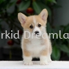  Corgi Puppies Corgi