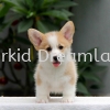  Corgi Puppies Corgi