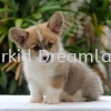  Corgi Puppies Corgi