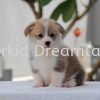  Corgi Puppies Corgi