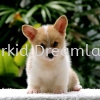  Corgi Puppies Corgi