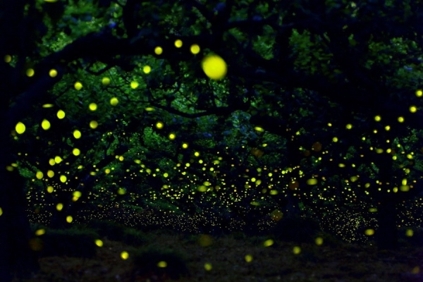 Kuala Selangor Firefly