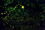 Kuala Selangor Fireflies Attractions