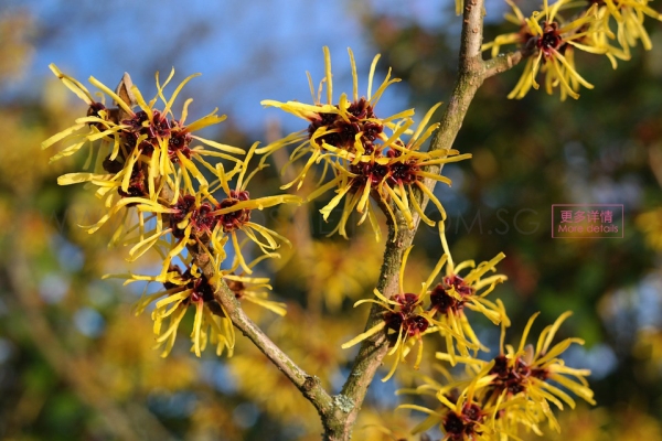 Witch Hazel Extract